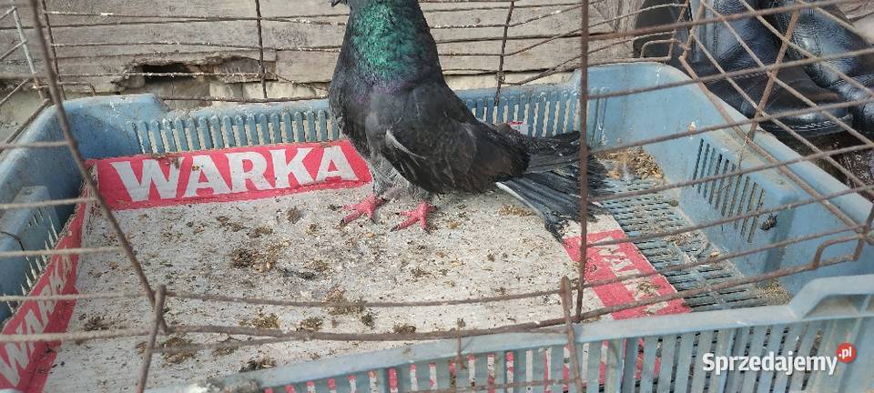 Gołębie mikolajewskie Tokarówka