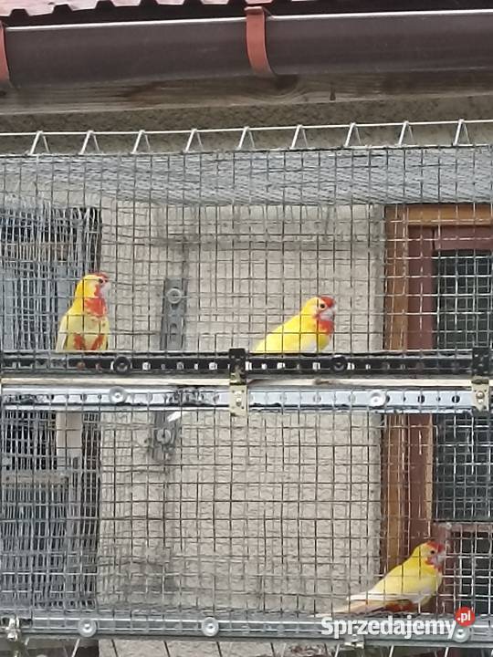 Sprzedam papugi rozelle królewskie aleksandretta Kobyłka