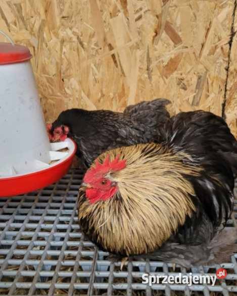 Sprzedam kochinu miniaturowe i koguta silki Skierniewice