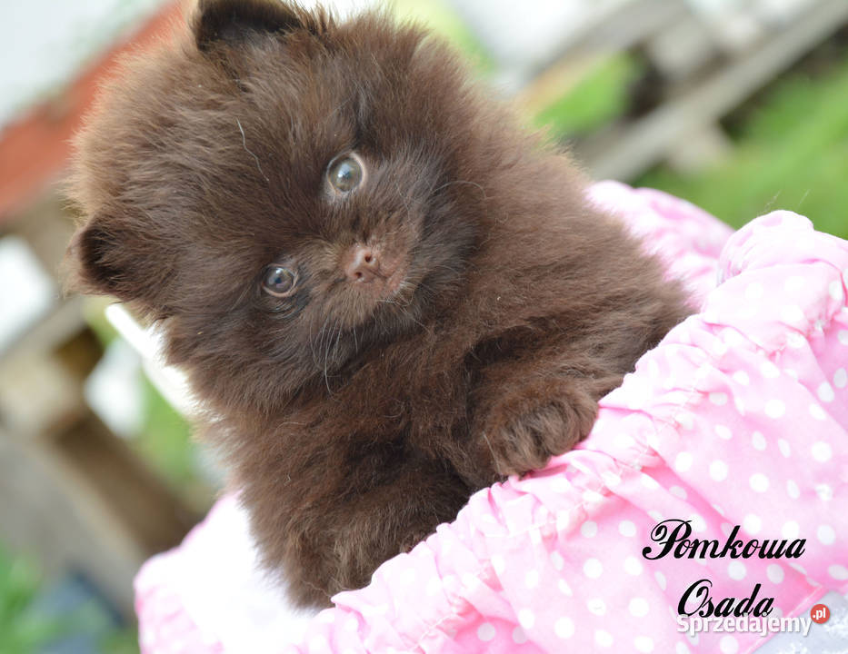 Szpic pomeranian miniatura