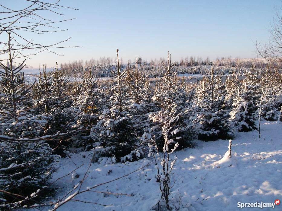 Choinki jodła i świerk tanio producent choinka Olsztyn