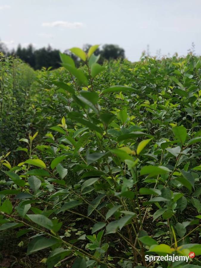 Drzewka Owocowe Producent Wysyłka Dębica
