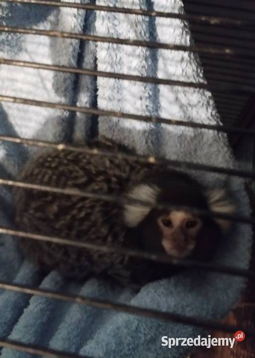 Sprzedam małpkę Marmozeta białoucha