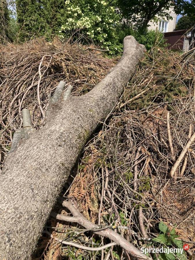 Sprzedam jesion w klocu 2 Domaradz