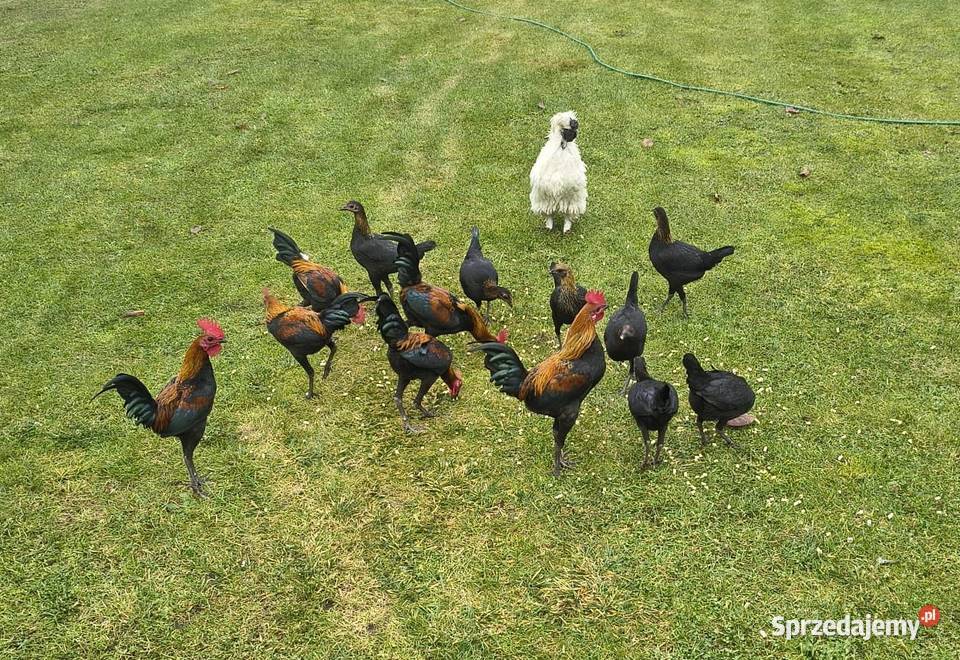 Bojowce nowoangielskie miniaturowe Gogolin