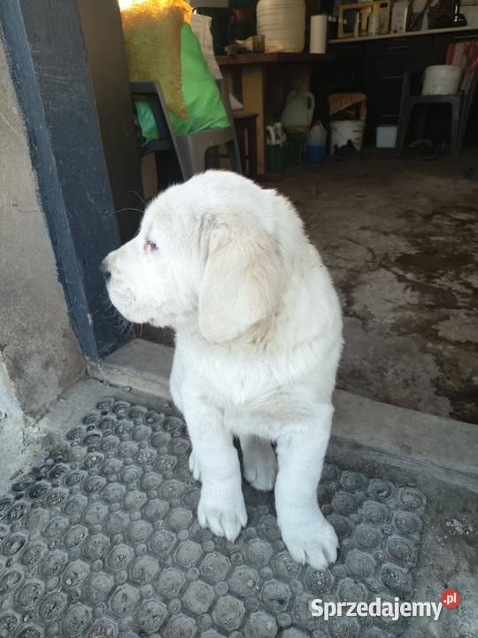 śliczna sunia owczarek środkowoazjatycki łódzkie Czarnożyły
