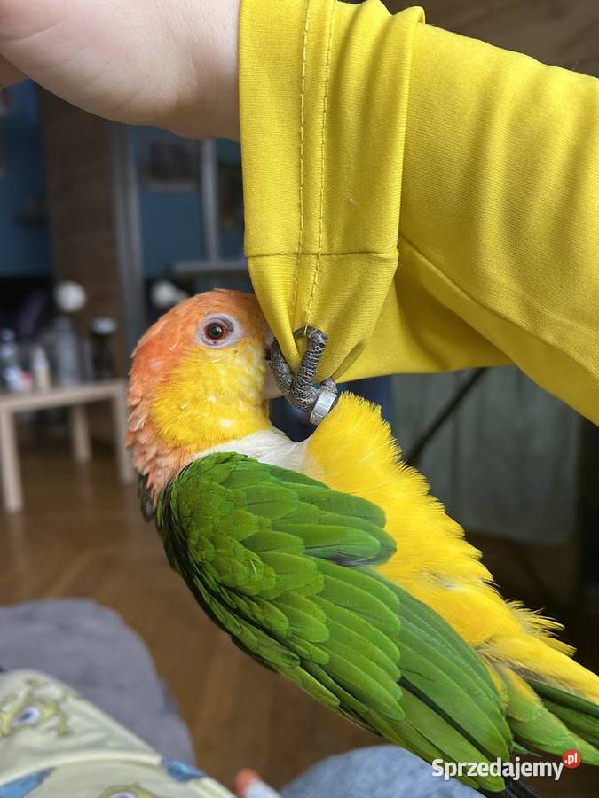 Barwinka białobrzucha wielkopolskie Poznań