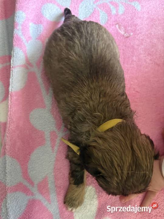 Suczka shih tzu Lekowo