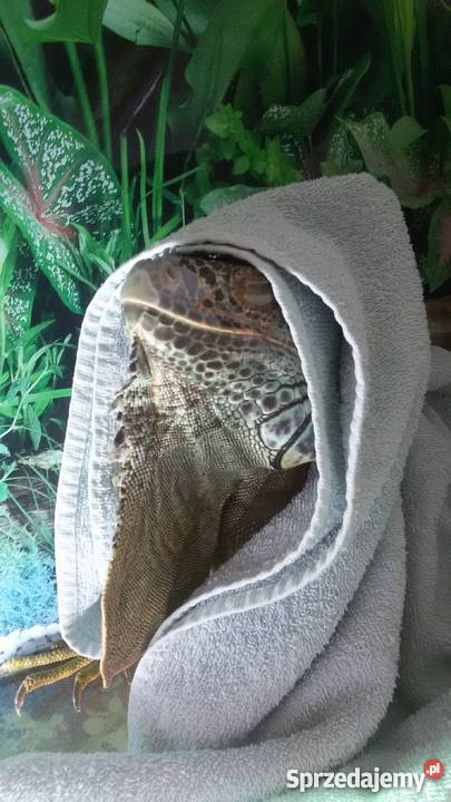 Sprzedam Legwana z Terrarium Warszawa