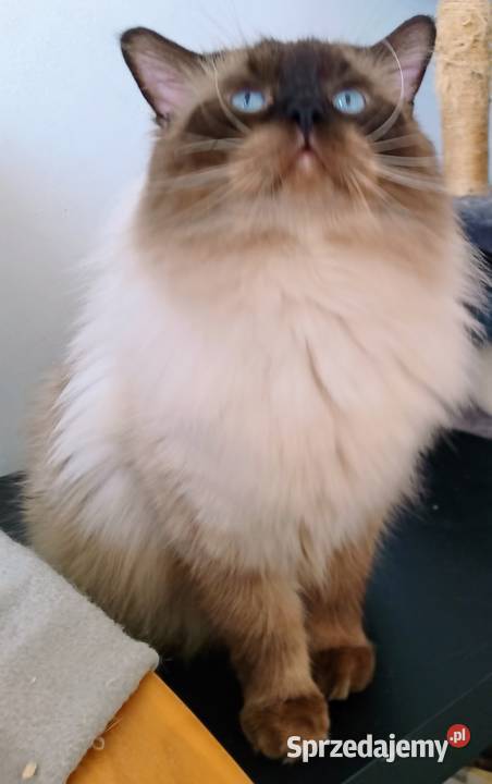 Piękne kocięta Ragdoll z rodowodem i wyprawką Łódź