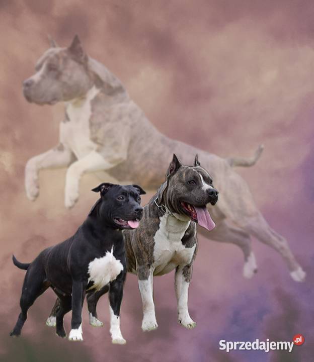 American staffordshire terrier amstaff wybitne Lubiatowo