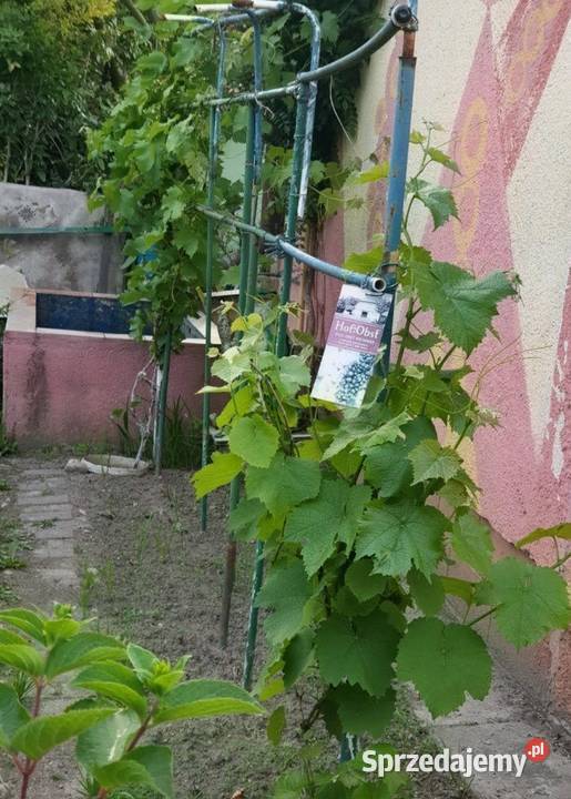 Działka ROD Bolesławiec polna dolnośląskie sprzedam