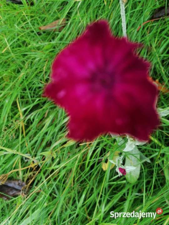 Firletka kwiecista sadzonki karminowe 10 Gdynia