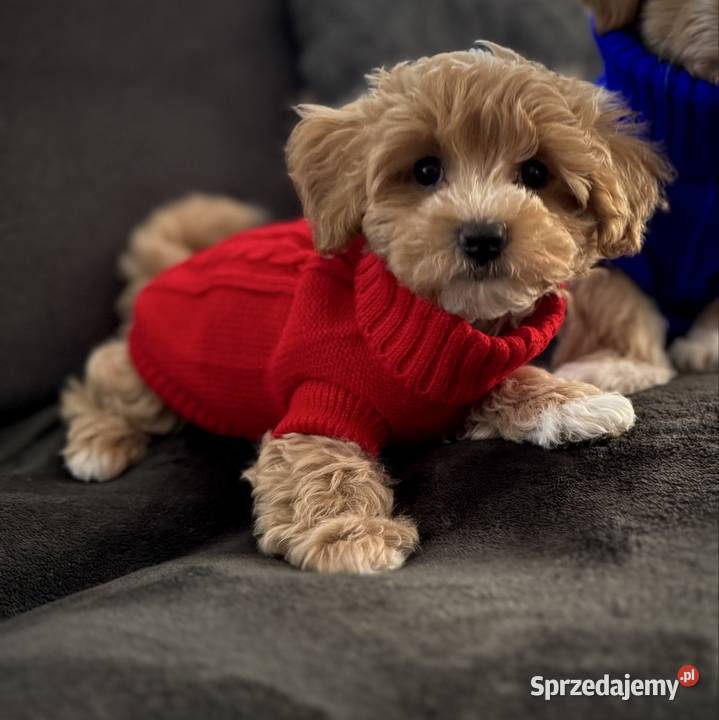 Maltipoo ciemny chłopiec gotowe do odbioru małopolskie Wadowice