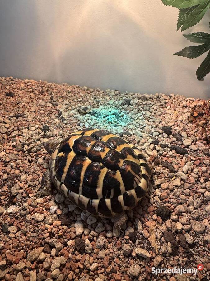 Żółw grecki lądowy Testudo Hermanni Lublin