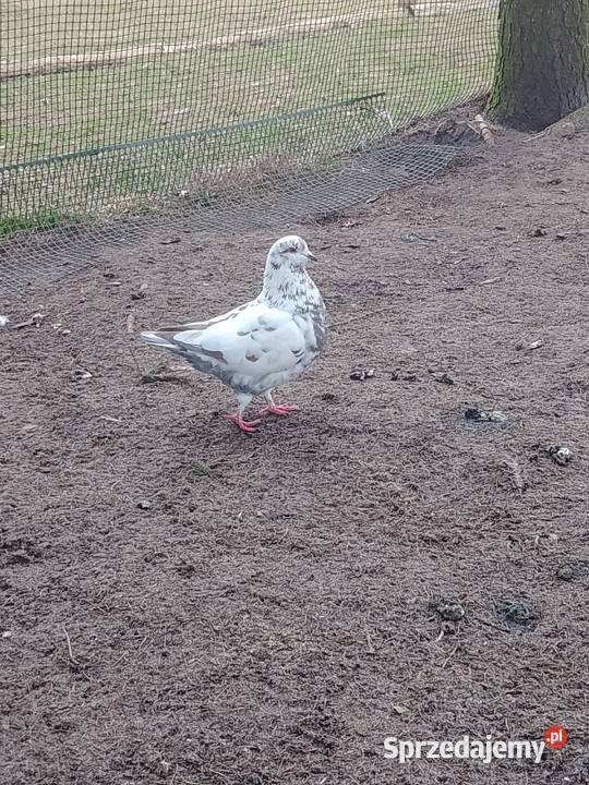 mam na sprzedaż gołębie kingi Myszków