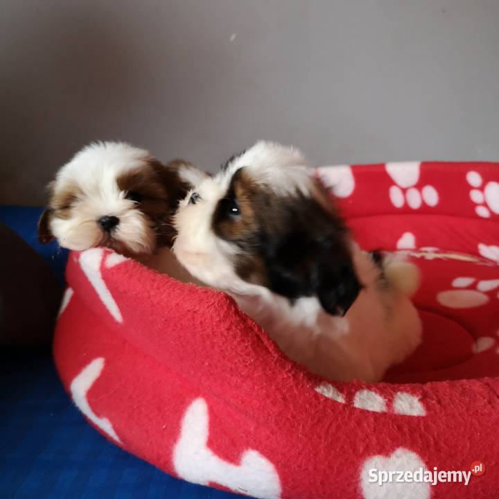 Szczenięta rasy SHIH TZU Biało Czarne Tricolor sprzedam