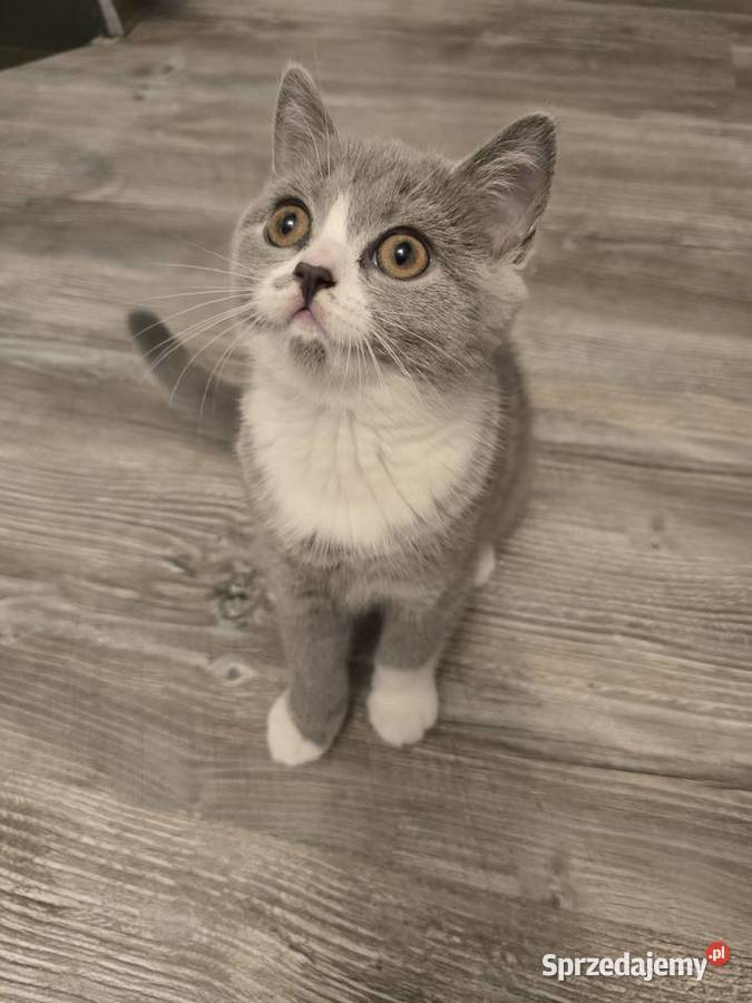 Kot Brytyjski kotka bikolor sprzedam