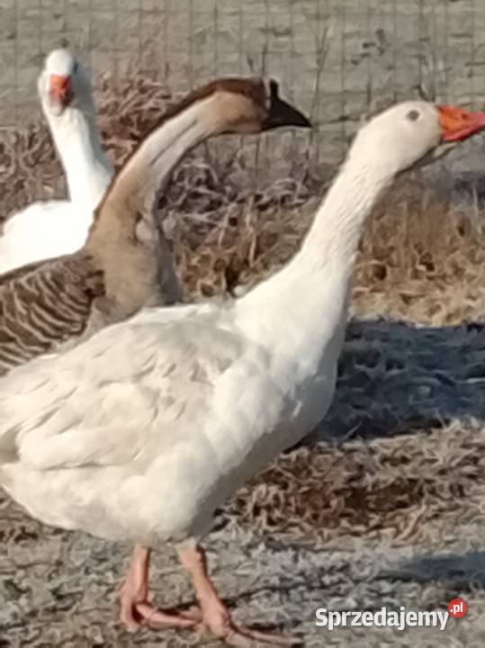 Gęsi landers i garbonosa Lubiszyn