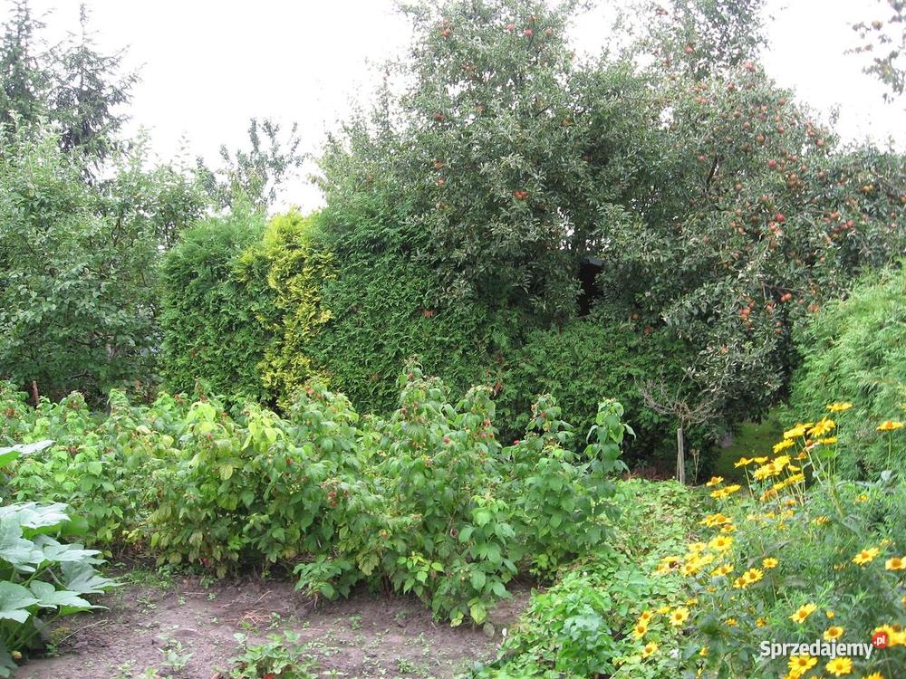 DZIAŁKĘ ogrodową z drewnianą altanką polna wielkopolskie Chodzież