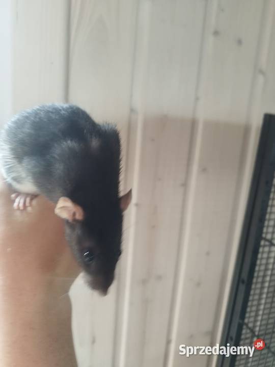 duża klatka i 3 samiczki szczura śląskie Żory