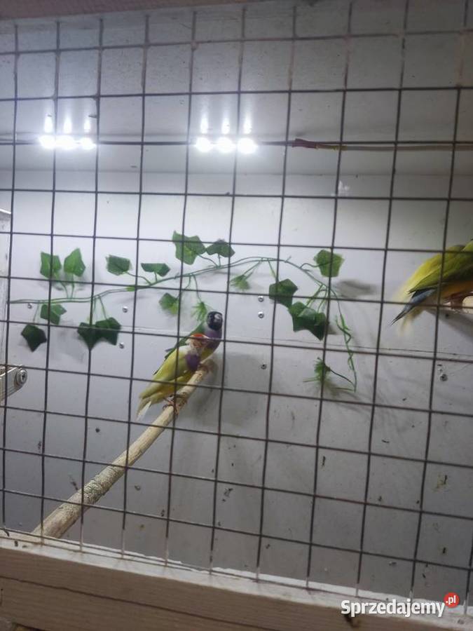 Amadyny Wspaniałe Grudziądz