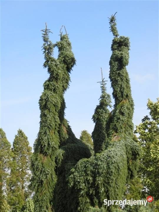 Świerk serbski Pendula Bruns dziwoląg do ogrodu Kępno