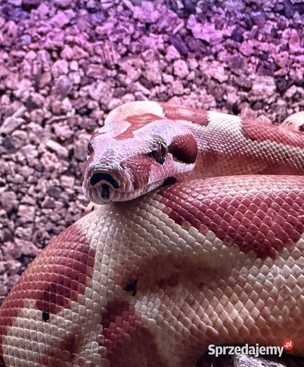 Boa Imperator Jungle