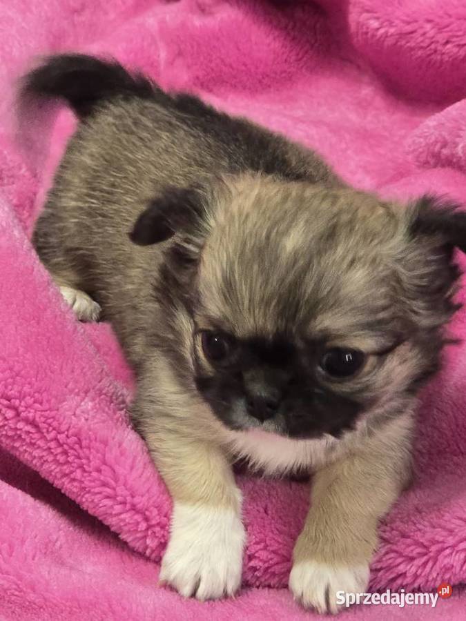 Chihuahua Sobolowy Mini Xxs Bielsko-Biała