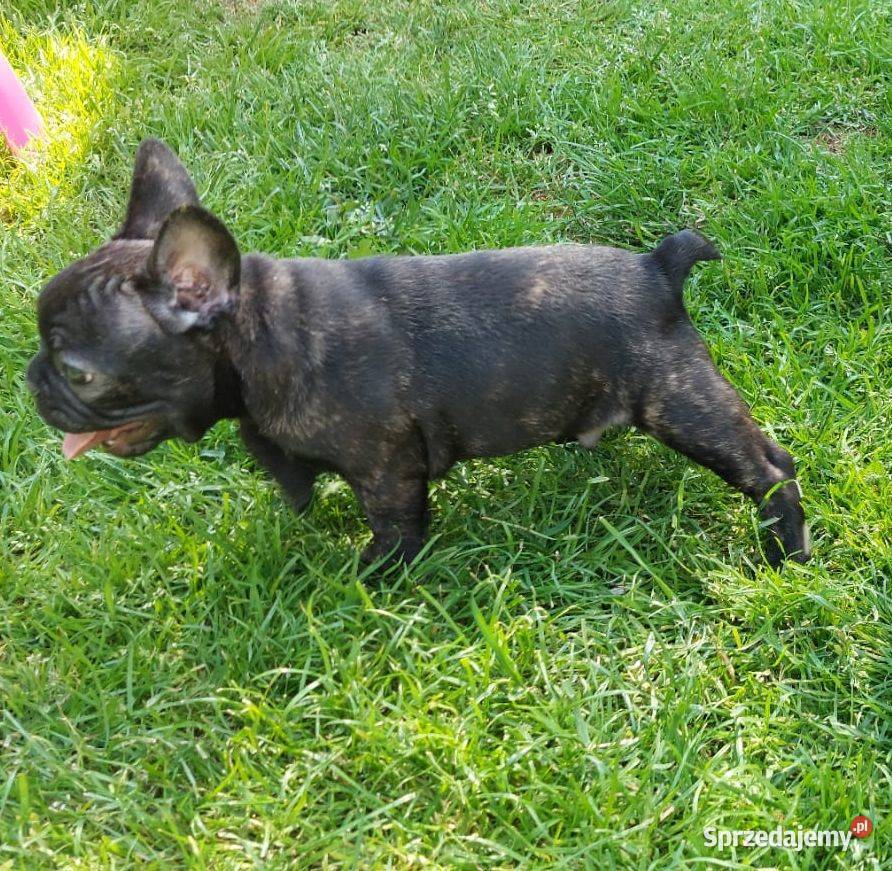 Buldog francuski szczenię chłopiec kujawsko-pomorskie Łysomice