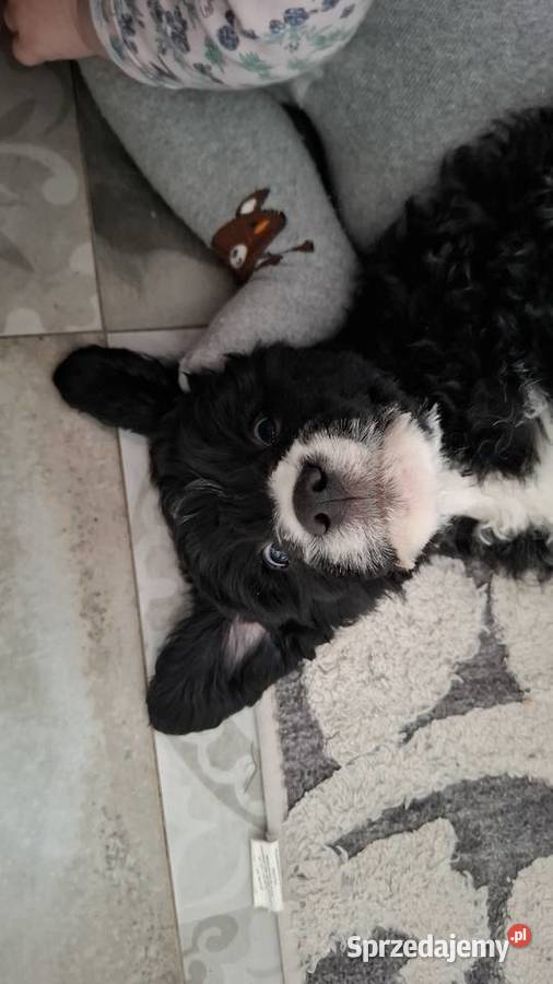 Portugalski pies dowodny piesek Szczenięta Sierpc sprzedam