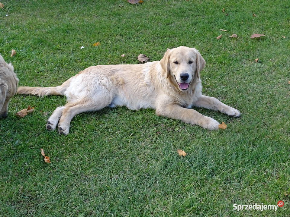 Golden retriever 6 miesięczne Przysucha sprzedam