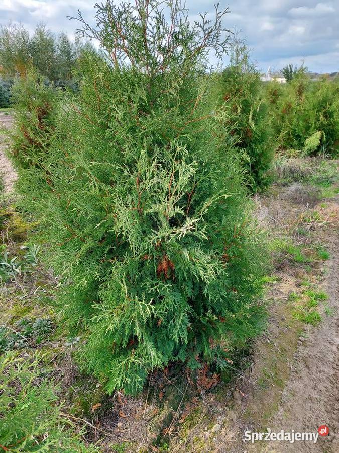 Tuja brabant na żywopłot thuja tuje 170 lubelskie Końskowola sprzedam