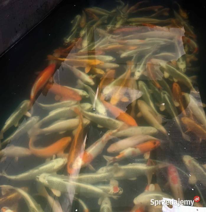 Karasie kolorowekarp koirybki do oczekzłota Łańcut