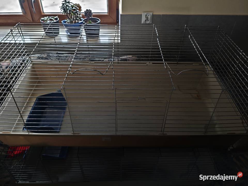 2x Klatka 120 królika świnki morskiej MPS Baldo świętokrzyskie Mirzec