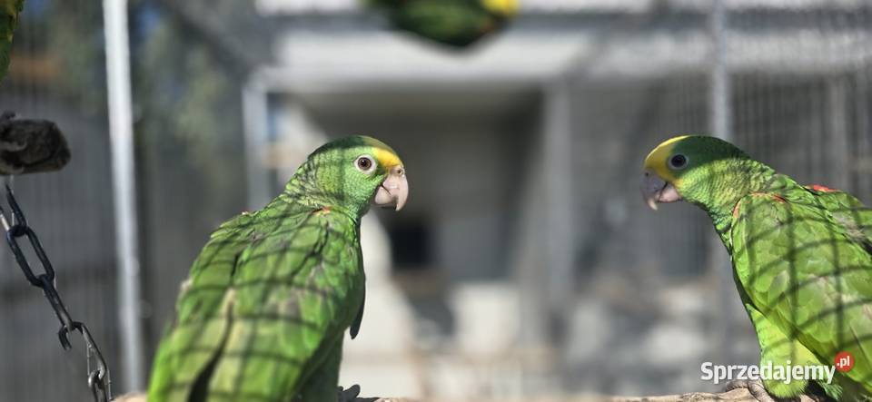 Amazonka Oratrix Magna żółtogardła małopolskie Skawina