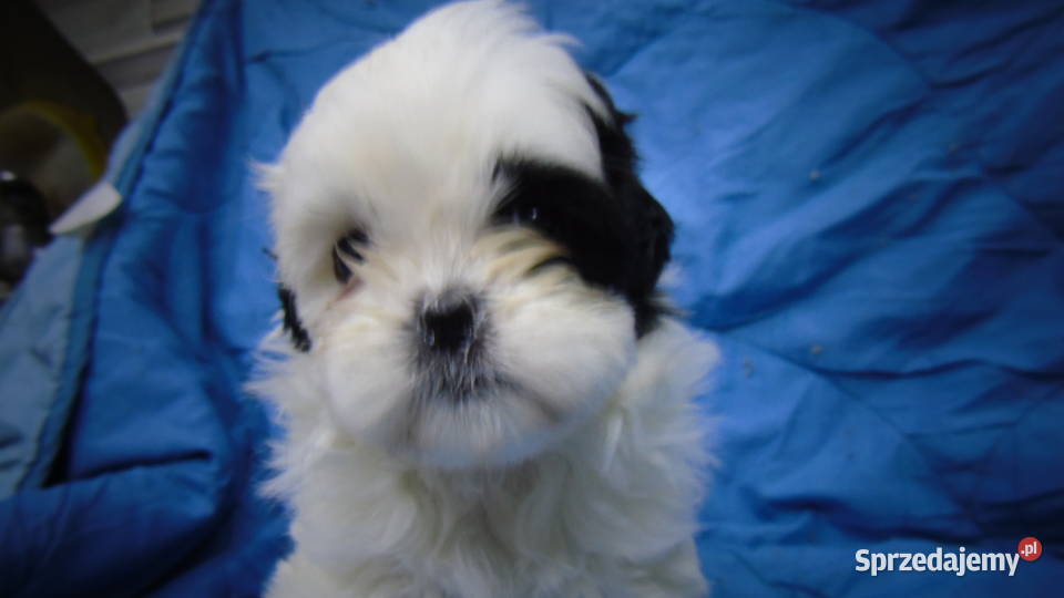 Shihtzu 2 chłopcow 2 dziewczynki kujawsko-pomorskie Unisław