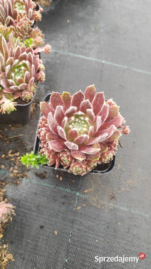 Byliny rojnik rozchodnik płomyk dzwonek żurawka Jelitów