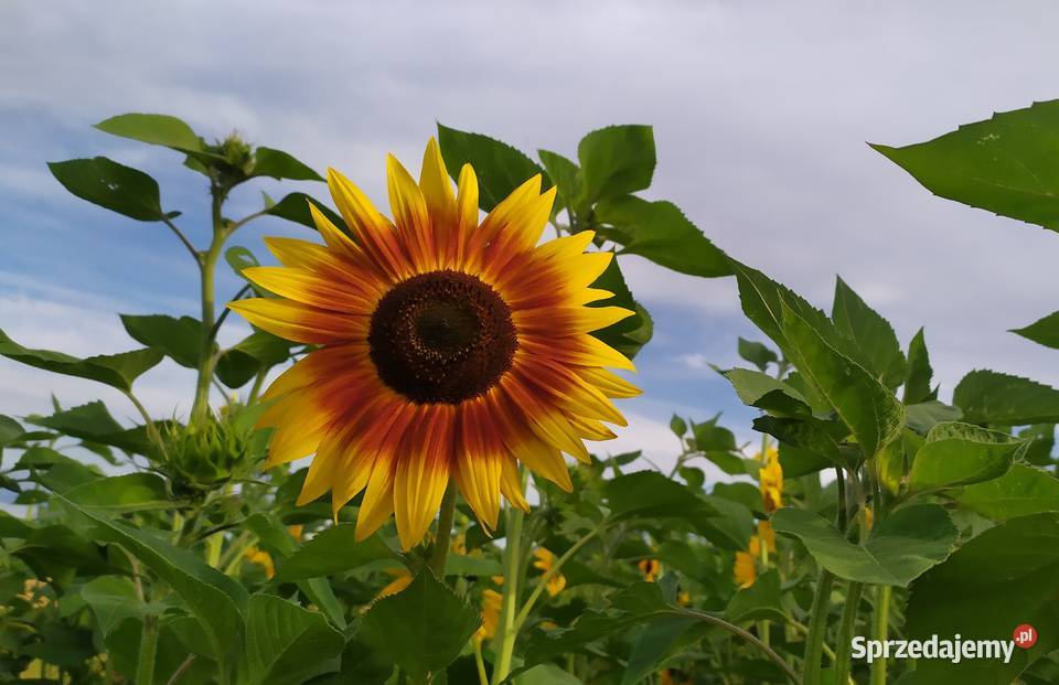 Słonecznik ozdobny nasiona paszport faktura Lublin