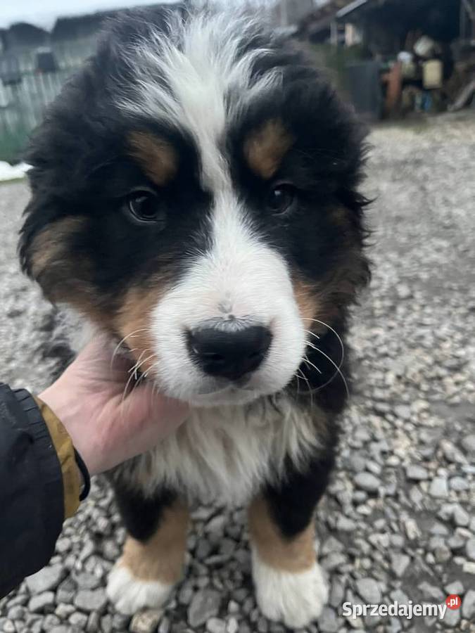 Berneński pies pasterski Blue Jagodnik