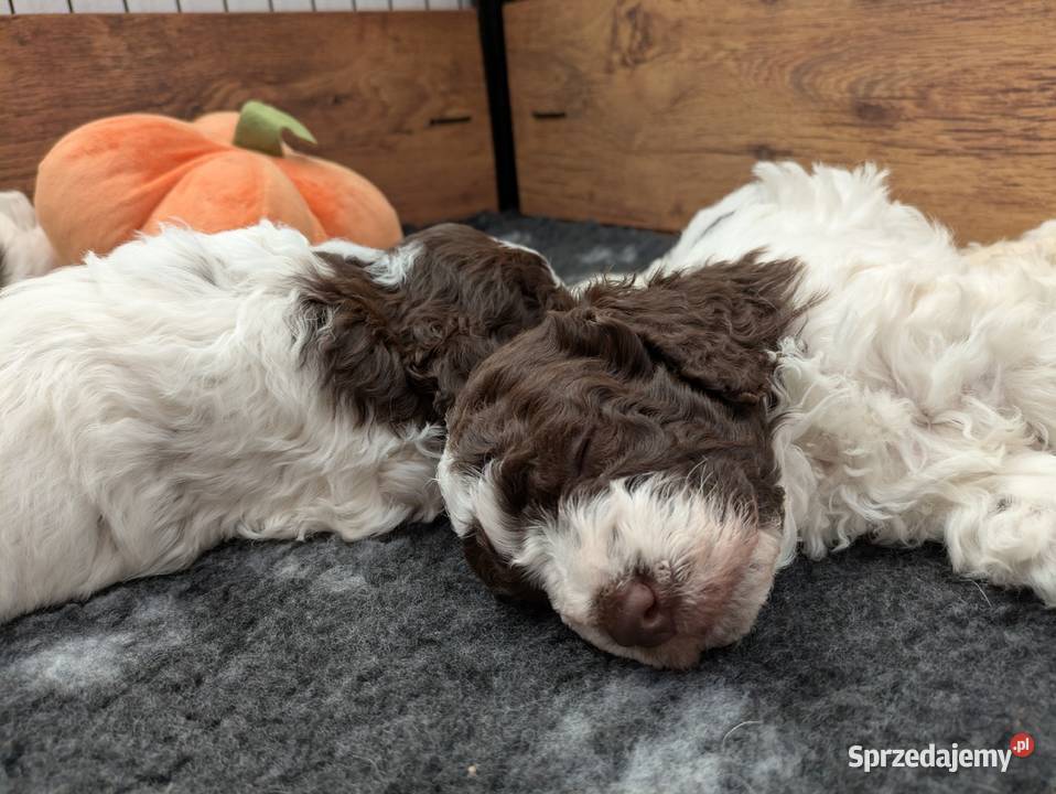 Lagotto Romagnolo szczenięta ZKwPFCI Pasłęk sprzedam