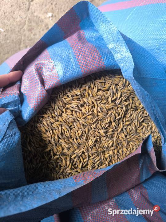 Owies odmiana BINGO Skrzeszowice