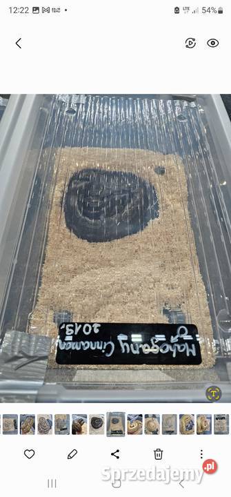 Piękny samiec pyton królewski mohogany cinnamon Bydgoszcz sprzedam