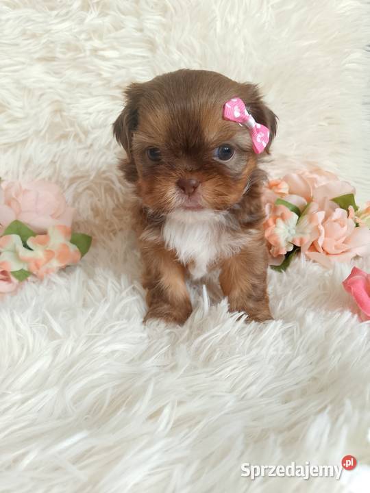 Suczka szuka domku ShihTzu opolskie Kluczbork