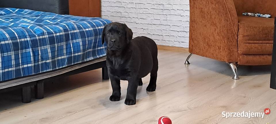 Labrador retriever czarny Pasztowa Wola