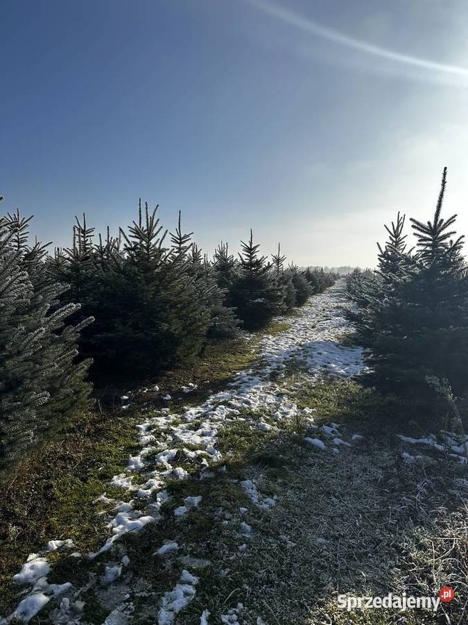 Choinka świerk srebrny Pozostałe Brzeziny