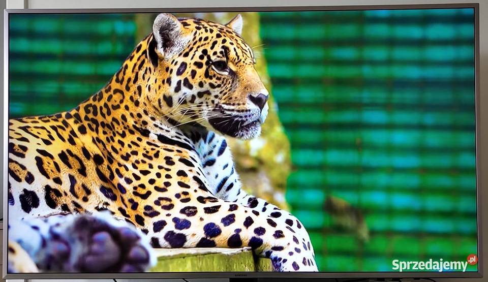 Samsung Smart TV 55 wielkopolskie Wągrowiec