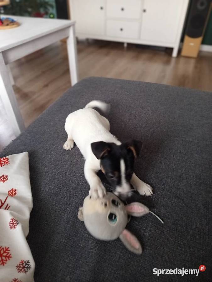 Jack Russell Terrier sprzedam