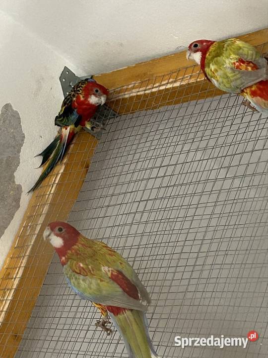 Rozelle Białolice Podolsze