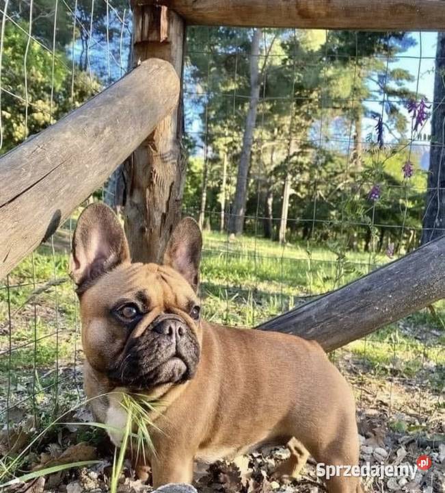 Buldog francuskisuczka wielkopolskie Czerniejewo sprzedam